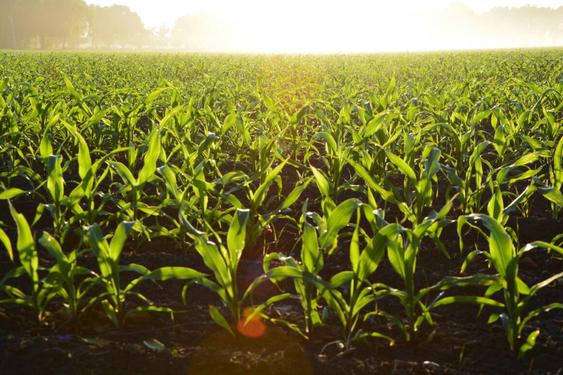 Mega Mechanized Farm Project 2035