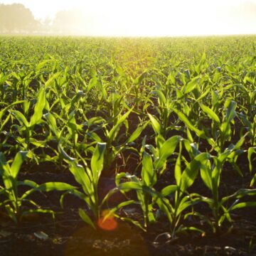 Mega Mechanized Farm Project 2035